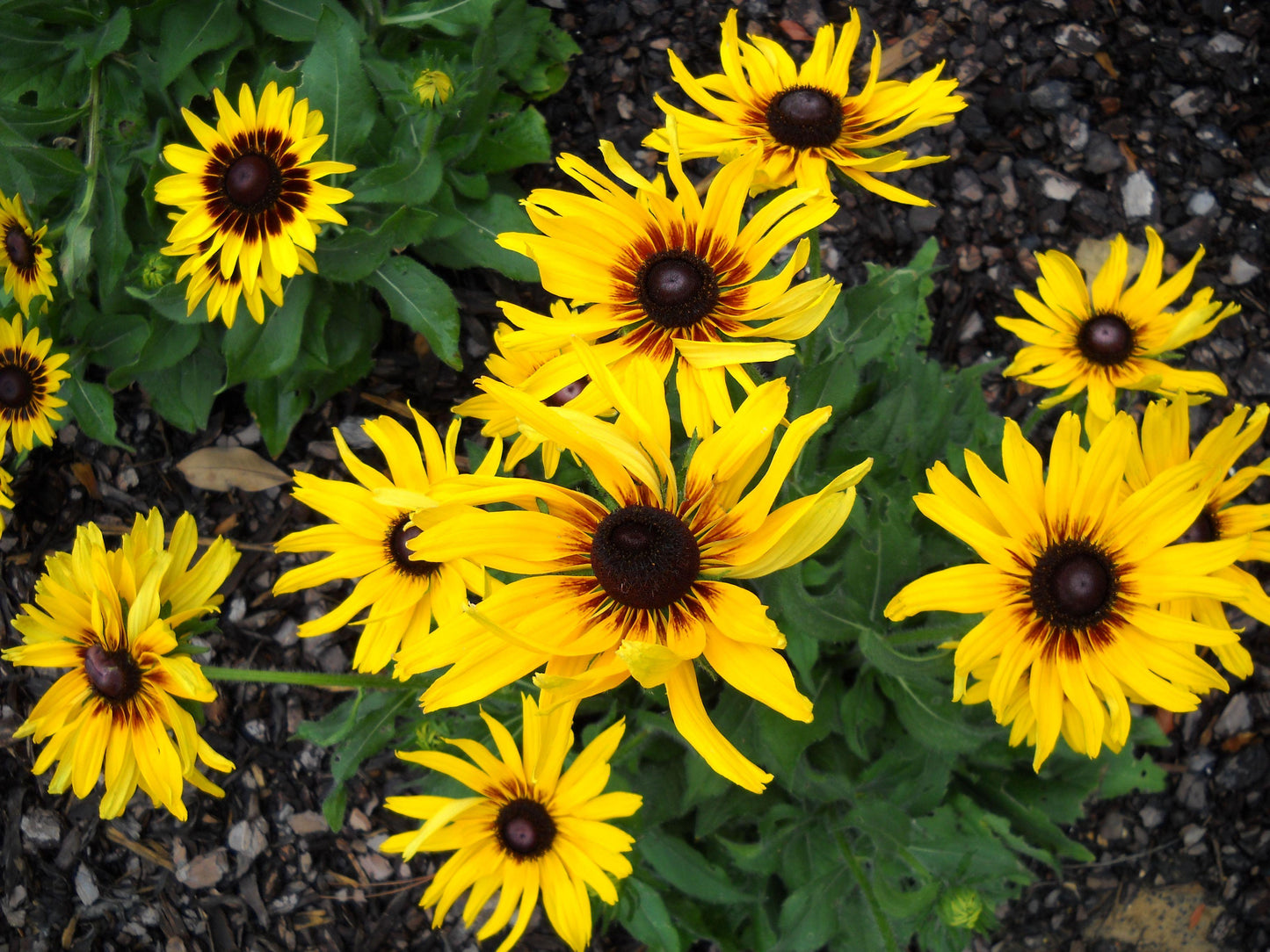Rudbeckia Indian Summer - View 18 from www redcrocus com