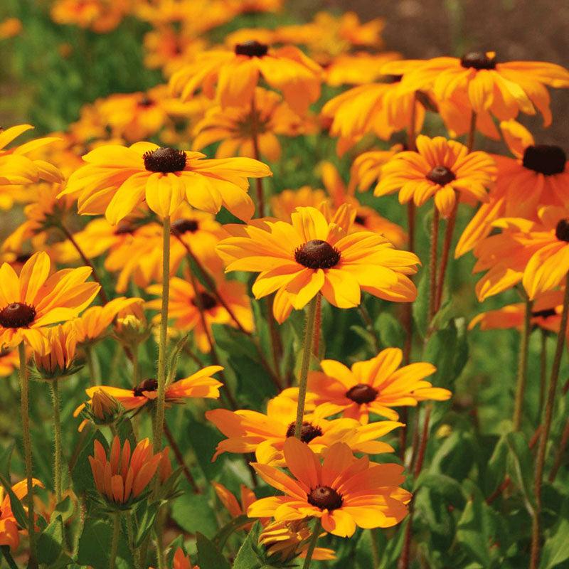 Rudbeckia Indian Summer - View 19 from www redcrocus com