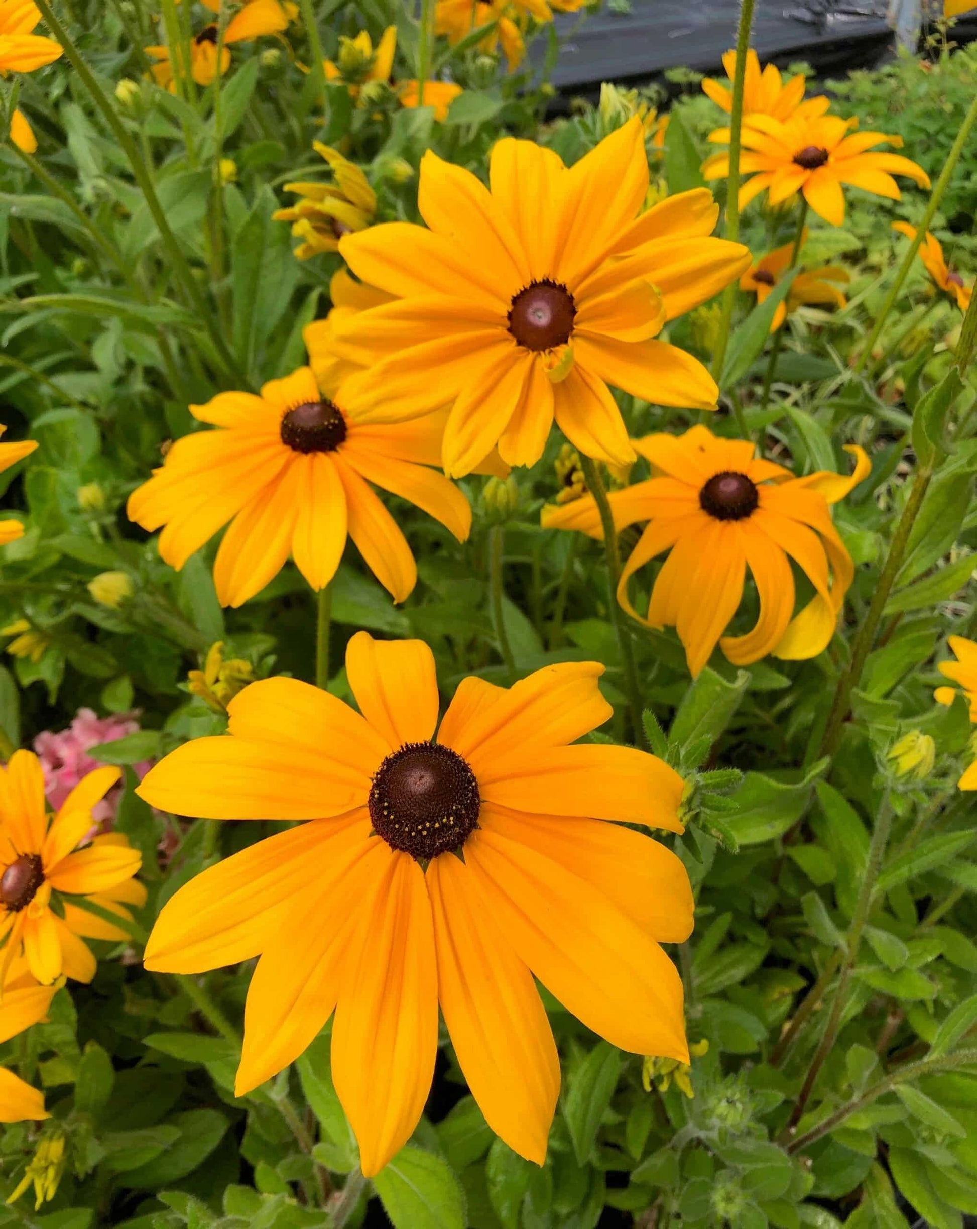 Rudbeckia Indian Summer - View 1 from www redcrocus com
