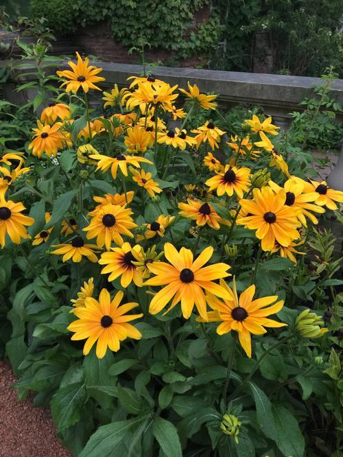 Rudbeckia Indian Summer - View 20 from www redcrocus com