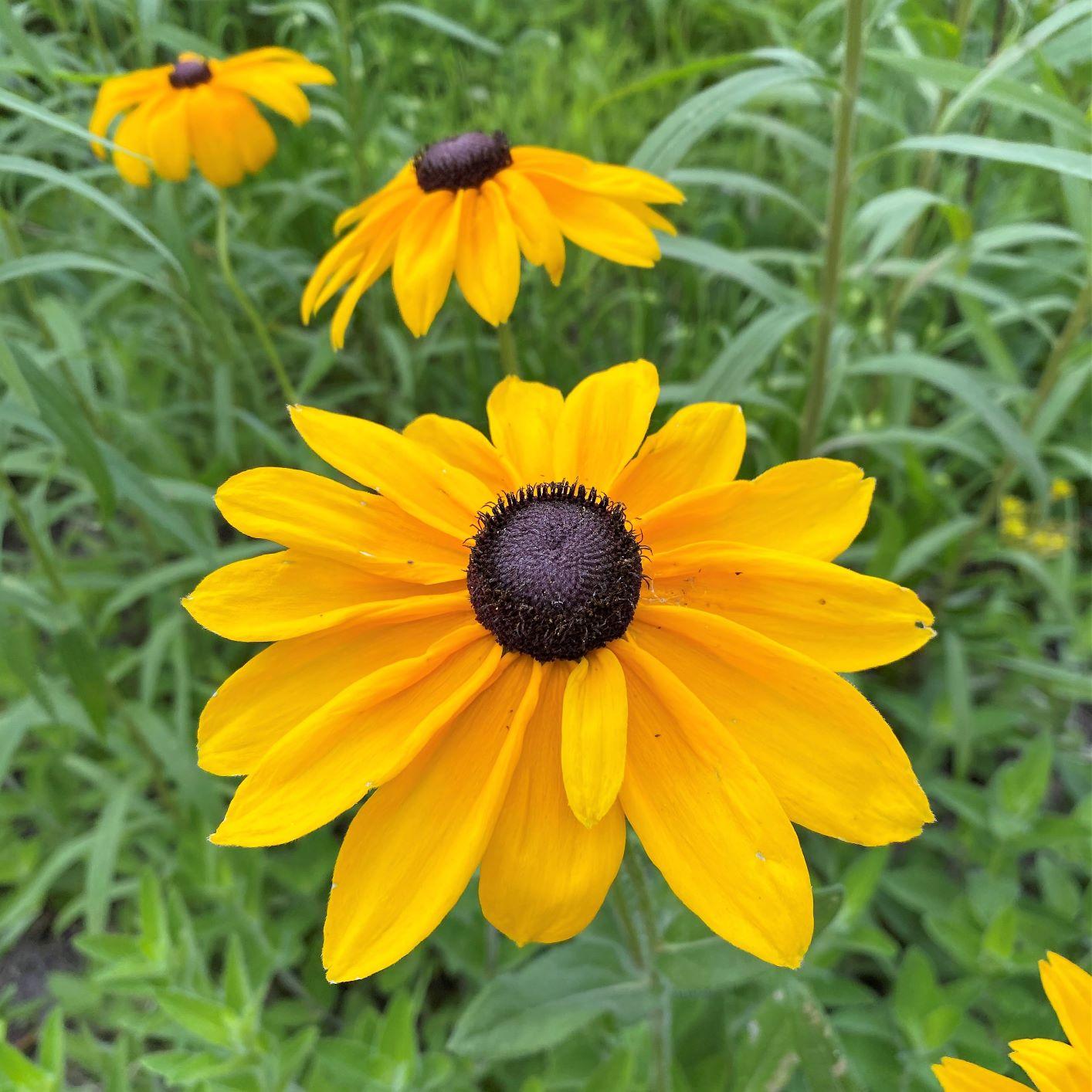Rudbeckia Indian Summer - View 2 from www redcrocus com