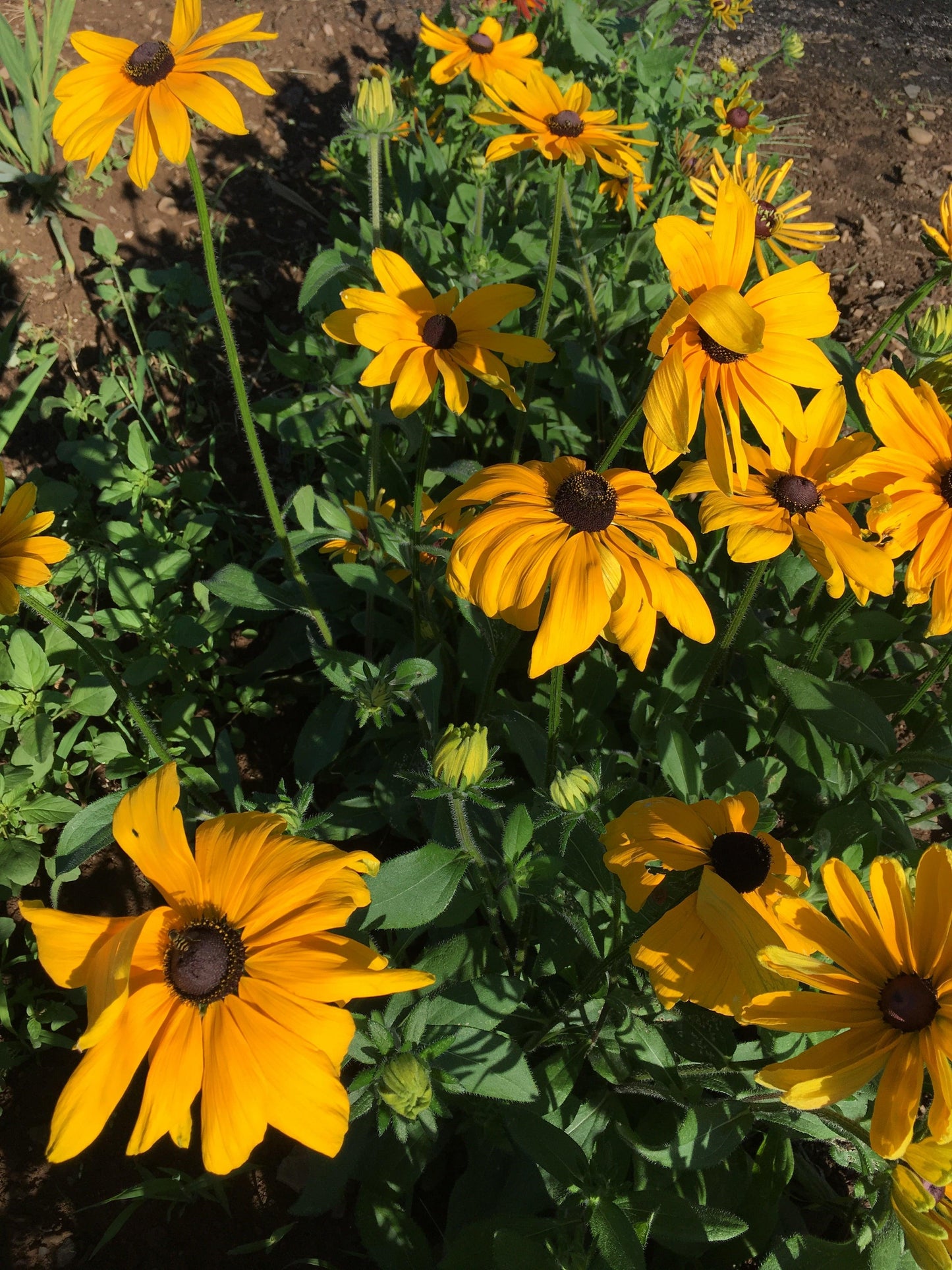 Rudbeckia Indian Summer - View 3 from www redcrocus com