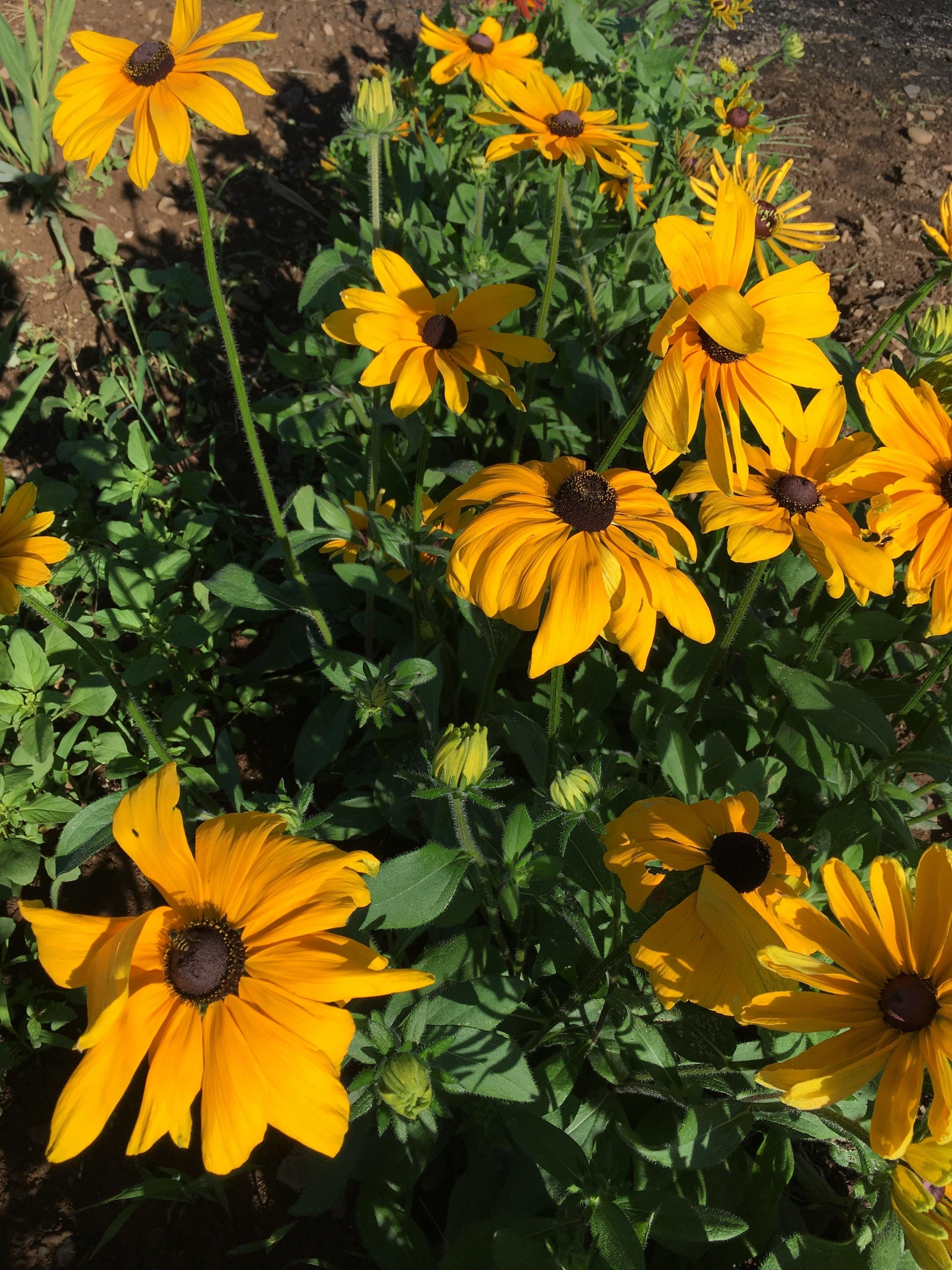 Rudbeckia Indian Summer - View 3 from www redcrocus com