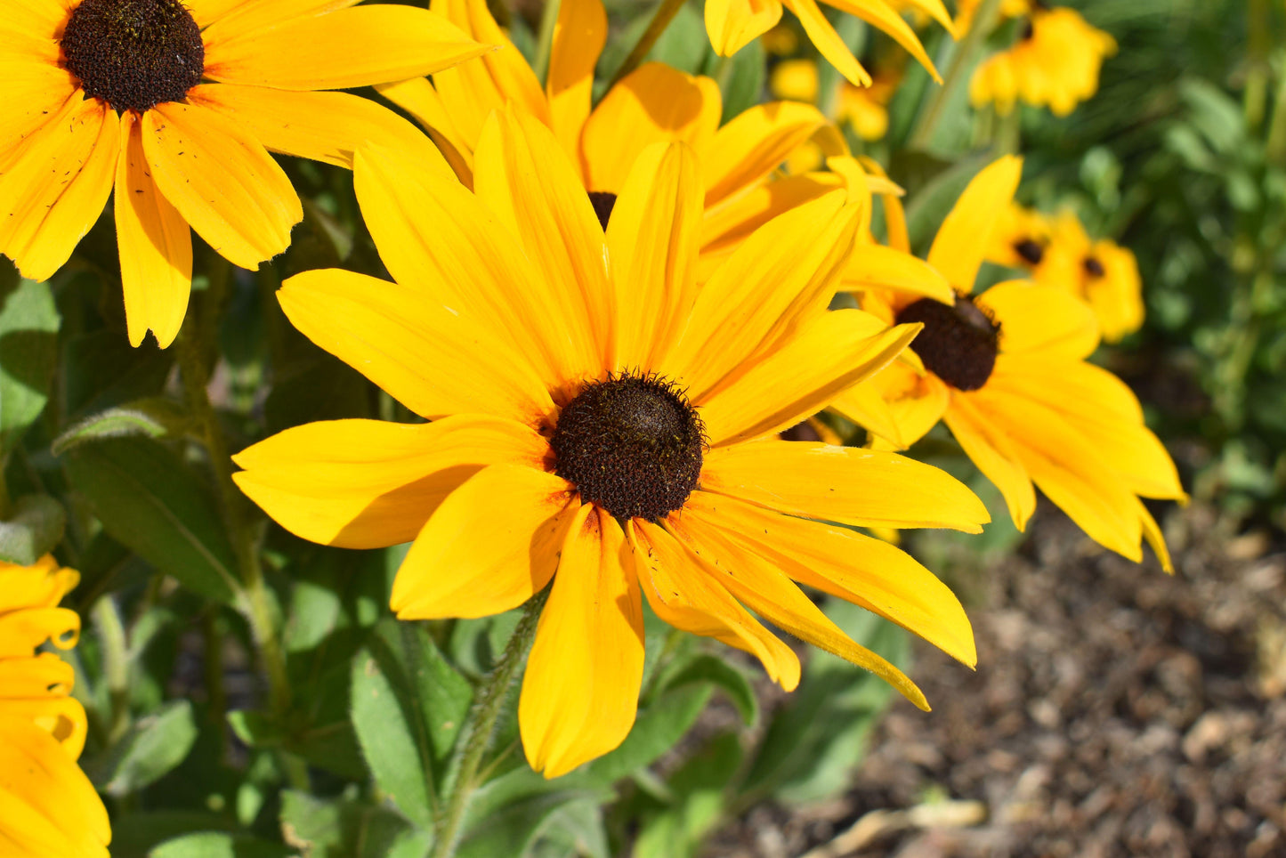 Rudbeckia Indian Summer - View 4 from www redcrocus com