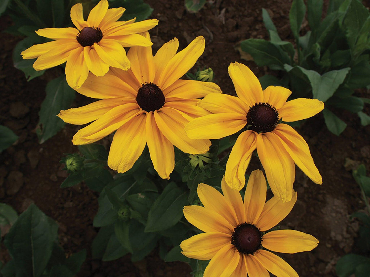 Rudbeckia Indian Summer - View 5 from www redcrocus com