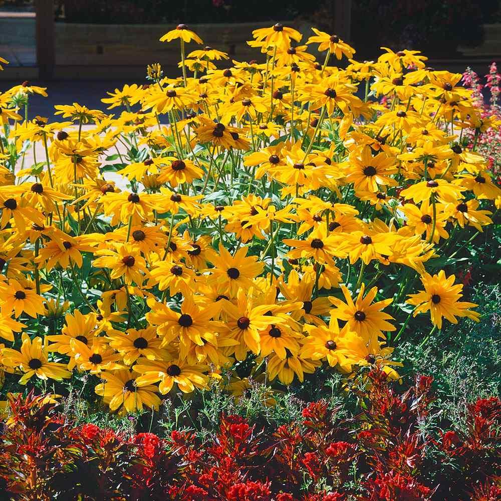 Rudbeckia Indian Summer - View 6 from www redcrocus com