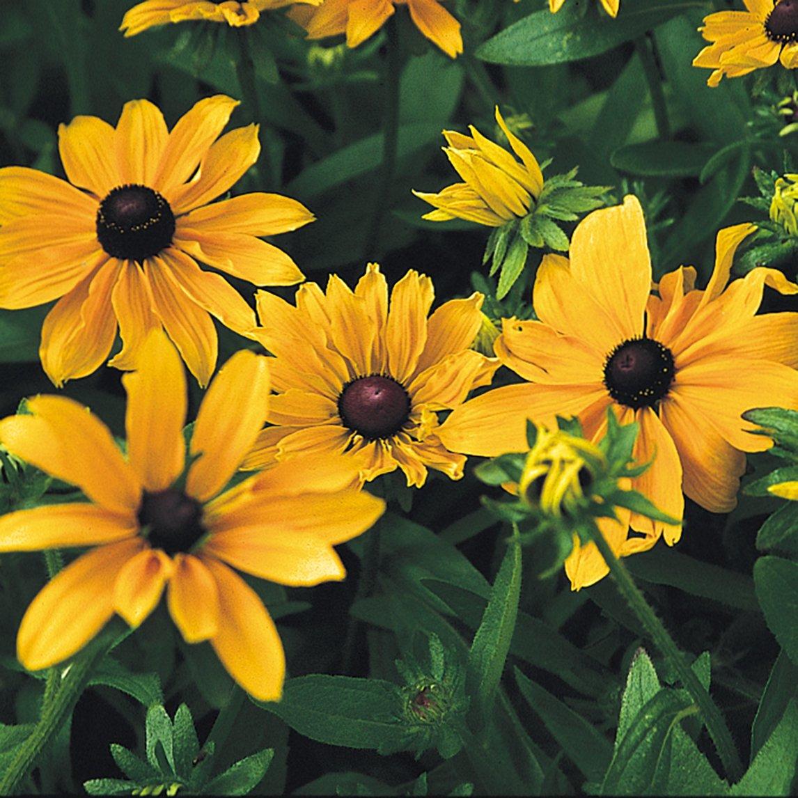 Rudbeckia Indian Summer - View 7 from www redcrocus com