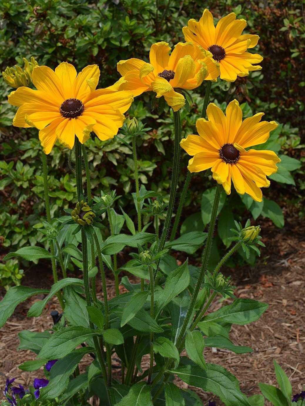 Rudbeckia Indian Summer - View 8 from www redcrocus com