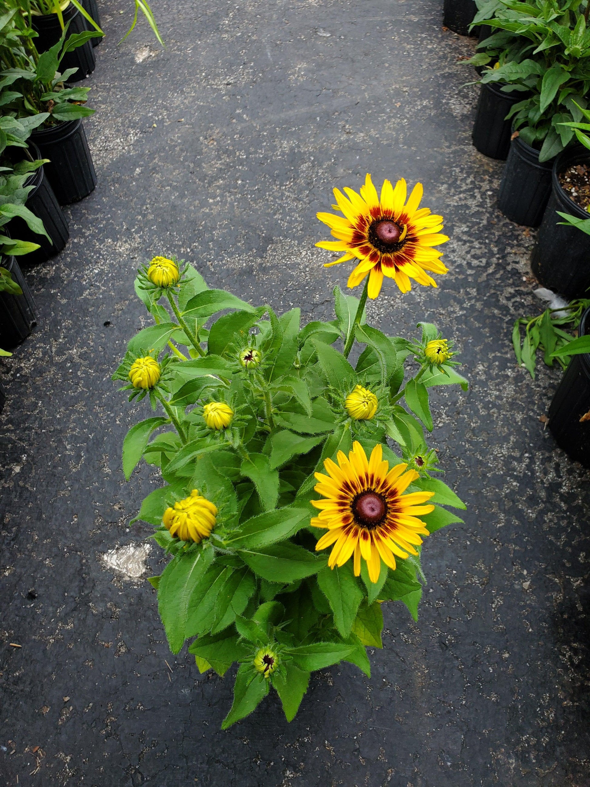 Rudbeckia Hirta Denver Daisy - View 11 from www redcrocus com
