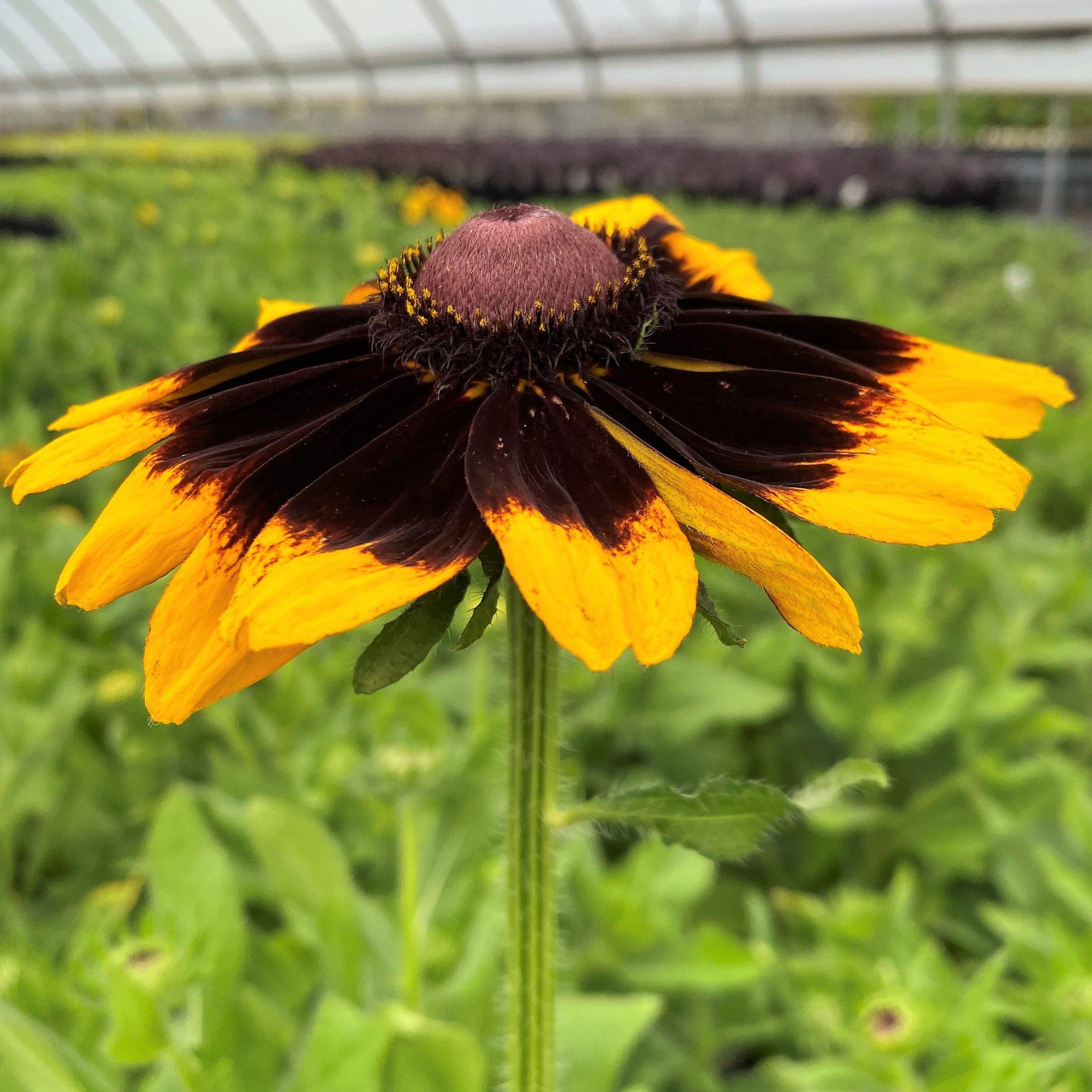 Rudbeckia Hirta Denver Daisy - View 4 from www redcrocus com
