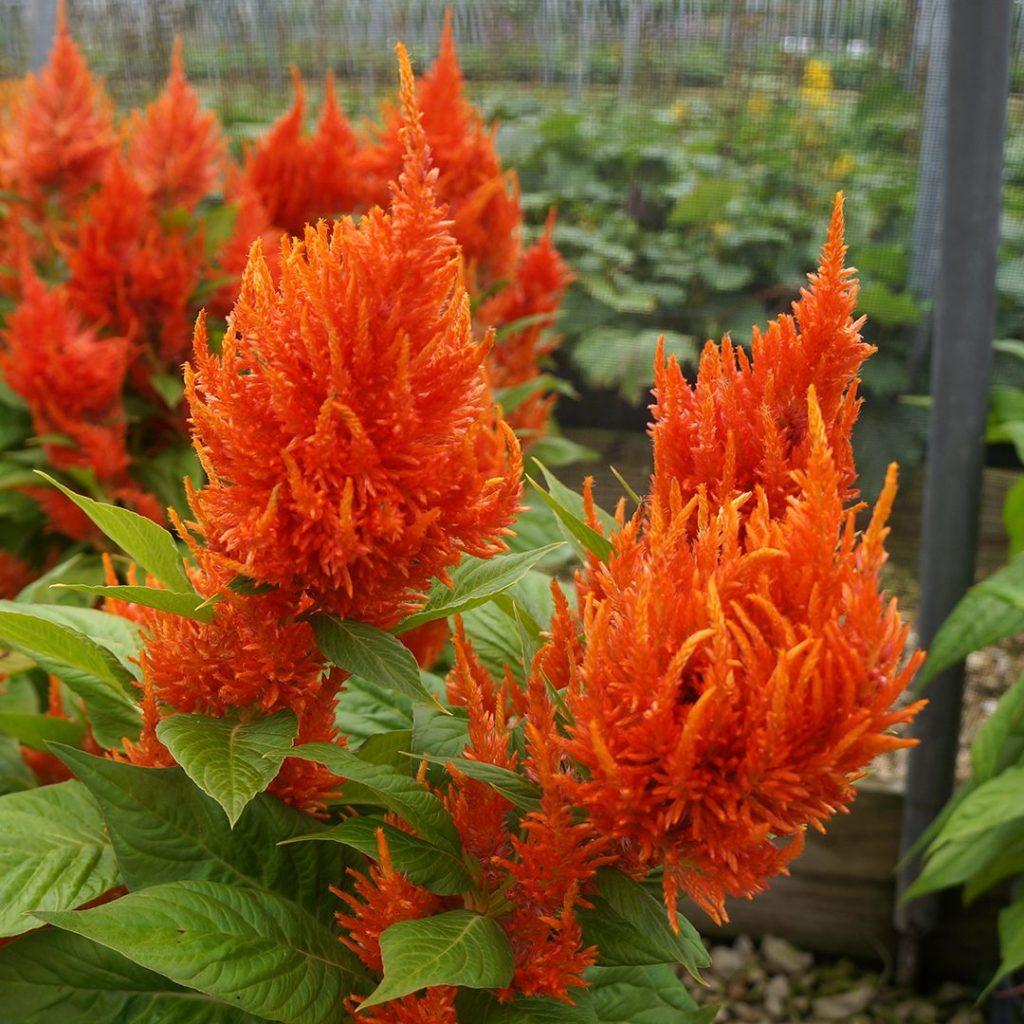 Celosia Fresh Look Orange - View 12 from www redcrocus com