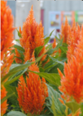 Celosia Fresh Look Orange - View 15 from www redcrocus com