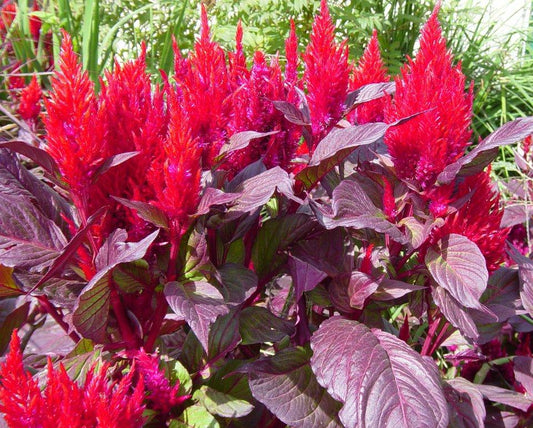 Celosia New Look - View 1 from www redcrocus com