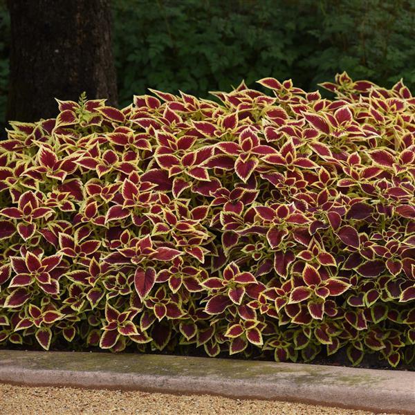 Coleus Premium Sun Crimson Gold - View 10 from www redcrocus com