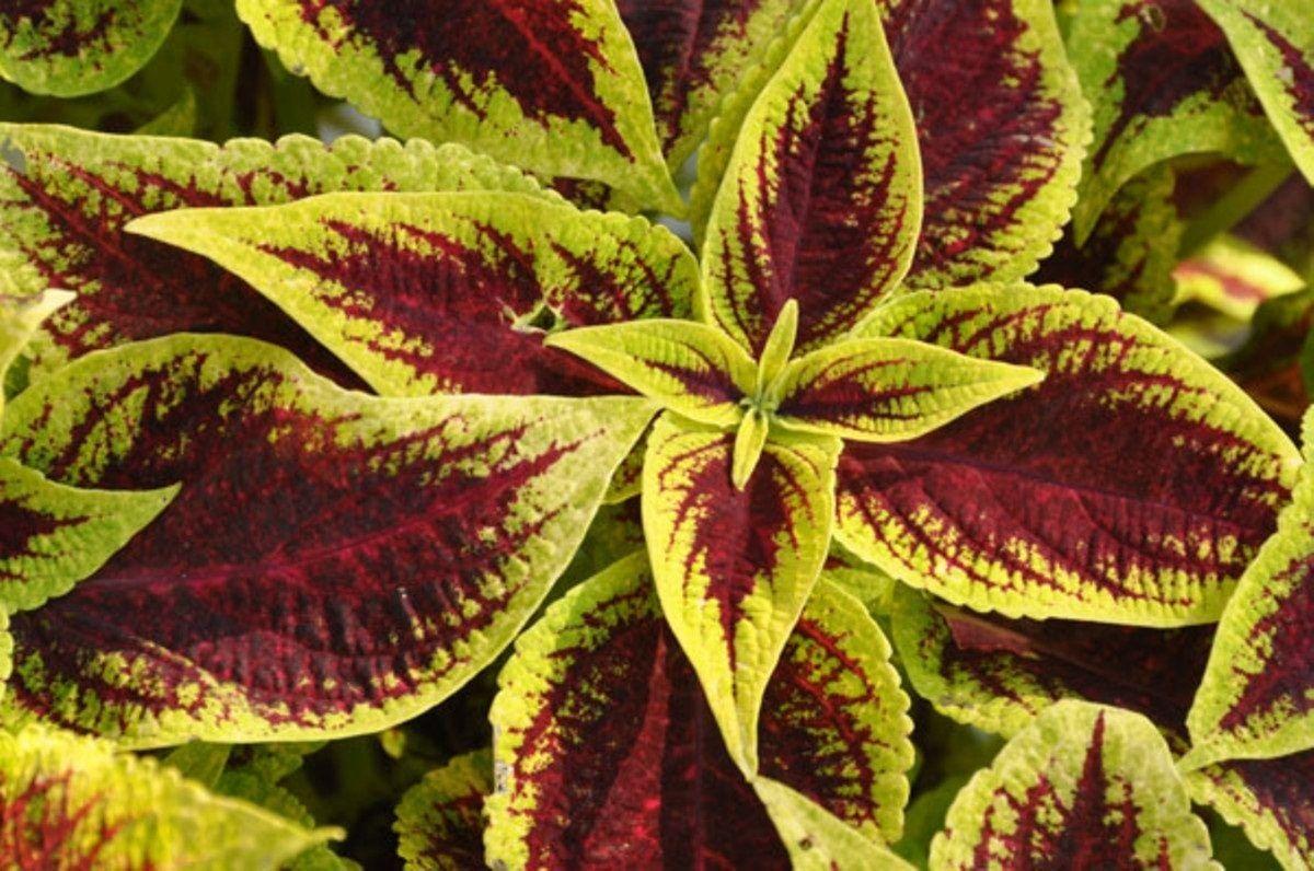 Coleus Premium Sun Crimson Gold - View 13 from www redcrocus com