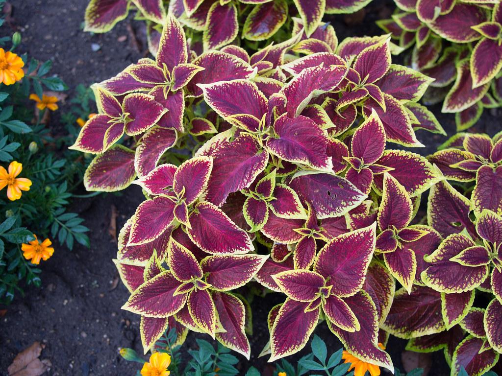 Coleus Premium Sun Crimson Gold - View 14 from www redcrocus com