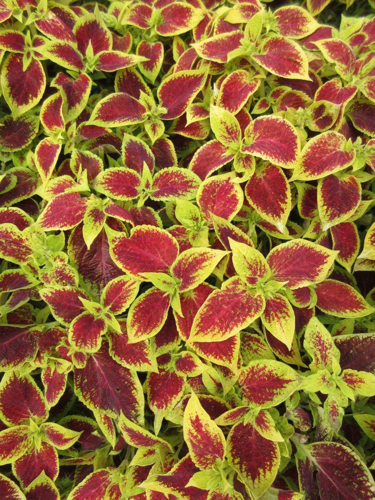 Coleus Premium Sun Crimson Gold - View 17 from www redcrocus com