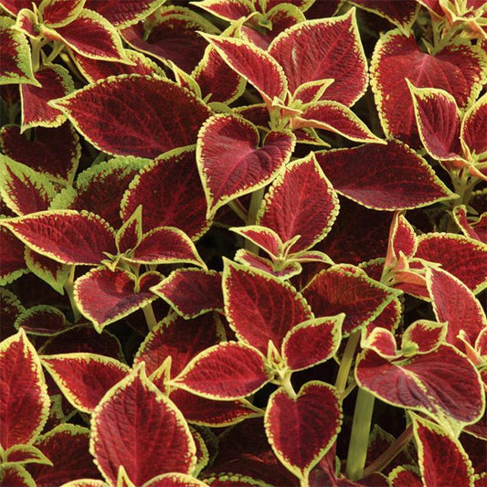 Coleus Premium Sun Crimson Gold - View 1 from www redcrocus com