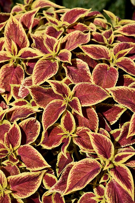 Coleus Premium Sun Crimson Gold - View 3 from www redcrocus com