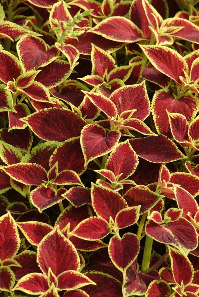 Coleus Premium Sun Crimson Gold - View 4 from www redcrocus com