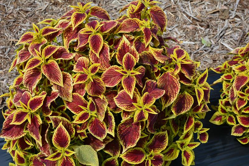 Coleus Premium Sun Crimson Gold - View 5 from www redcrocus com