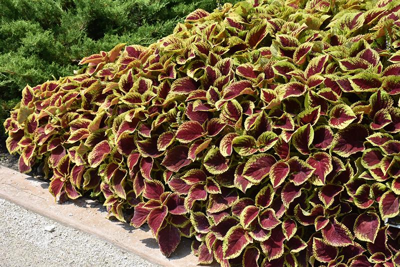 Coleus Premium Sun Crimson Gold - View 7 from www redcrocus com