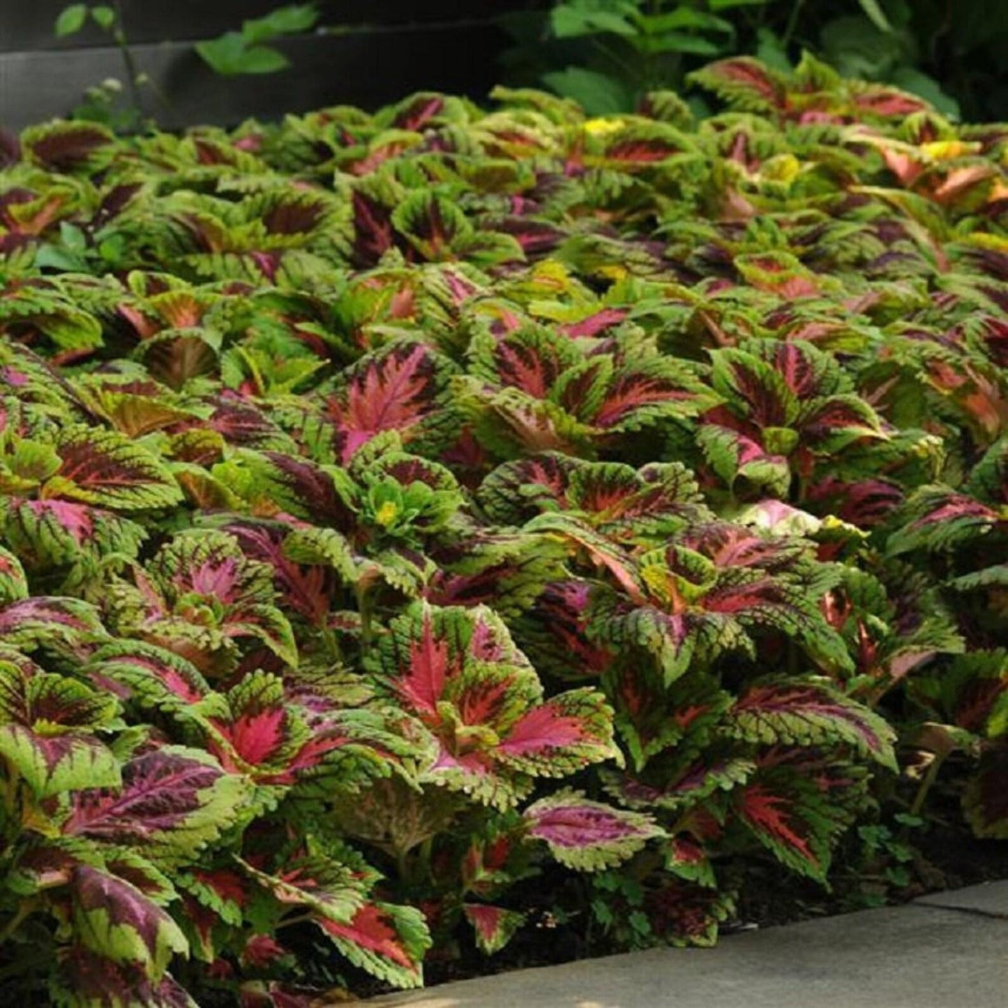 Coleus Kong Salmon Pink - View 10 from www redcrocus com