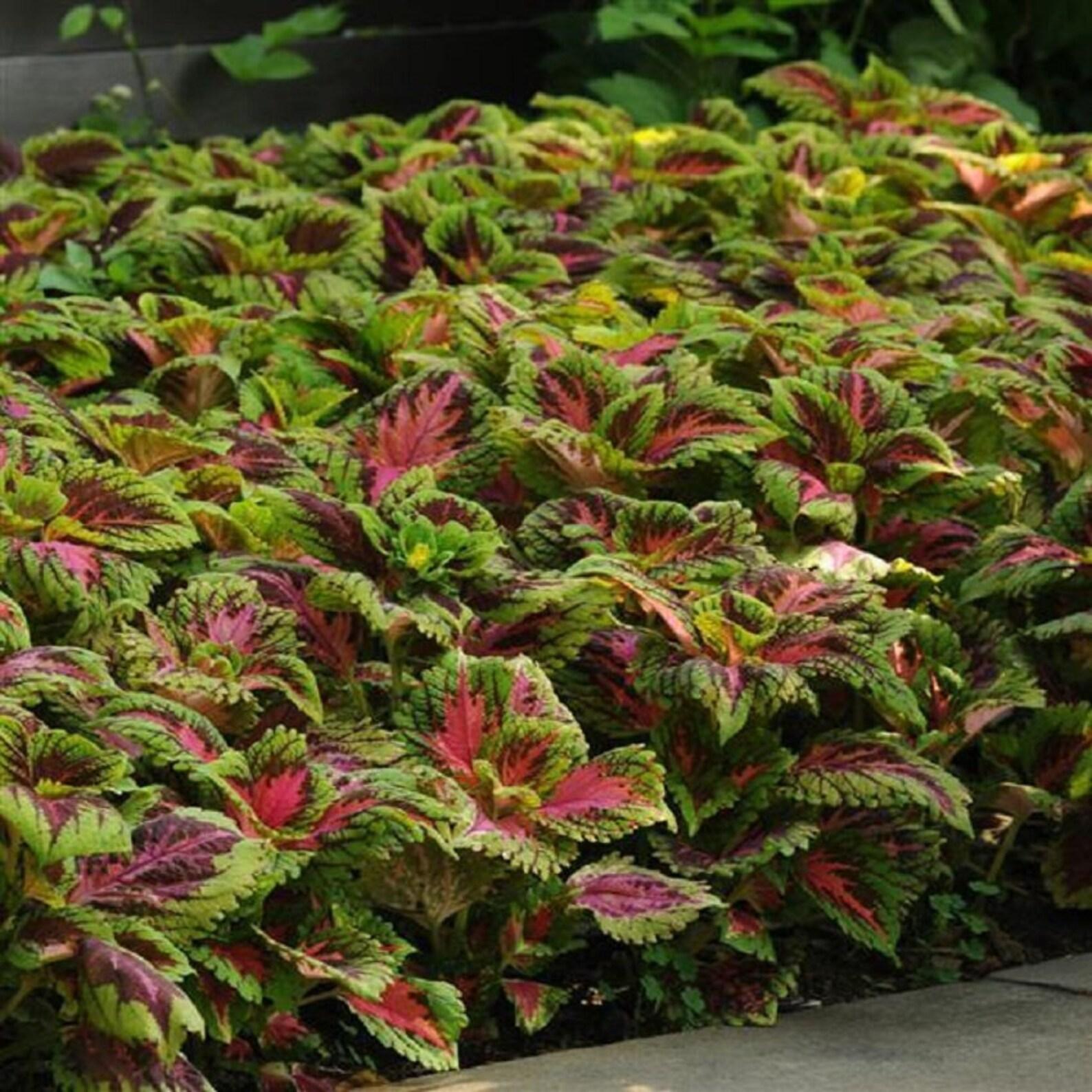 Coleus Kong Salmon Pink - View 10 from www redcrocus com