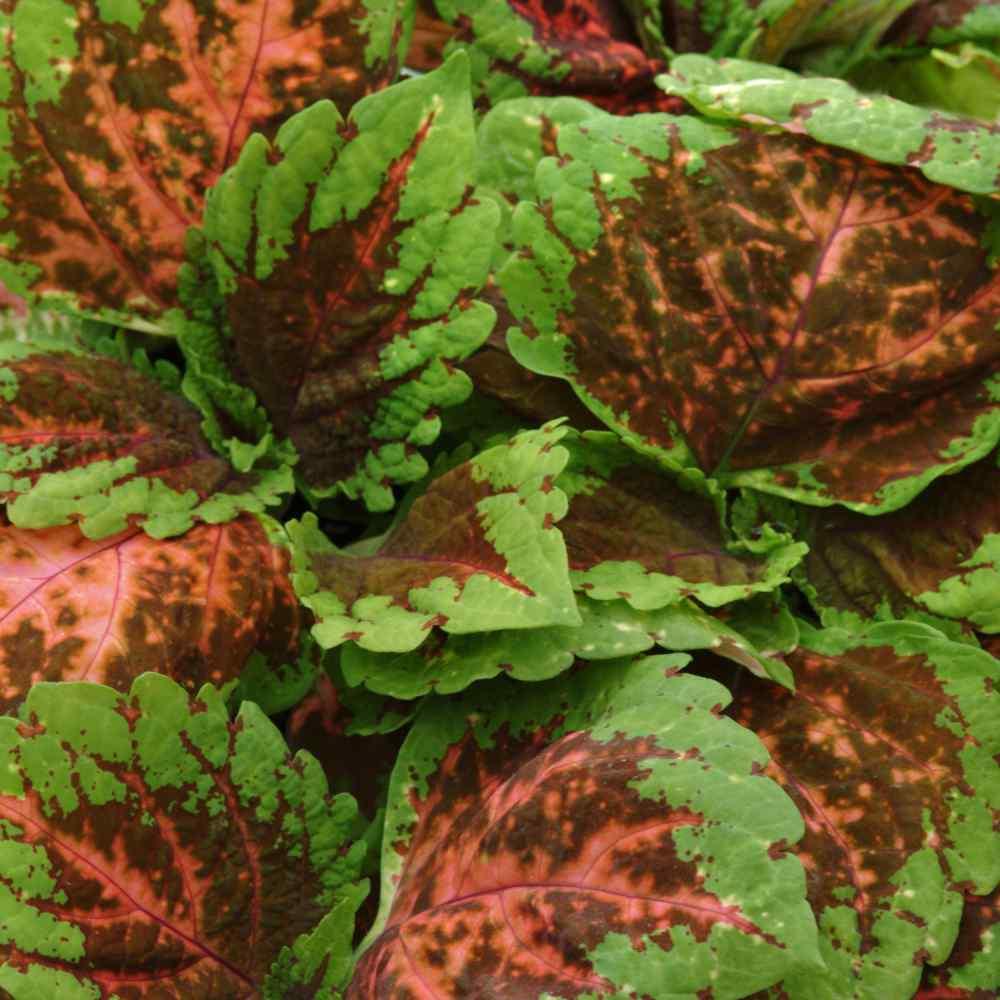 Coleus Kong Salmon Pink - View 13 from www redcrocus com