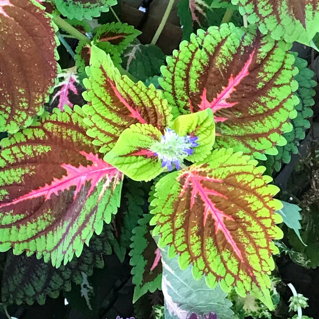 Coleus Kong Salmon Pink - View 16 from www redcrocus com