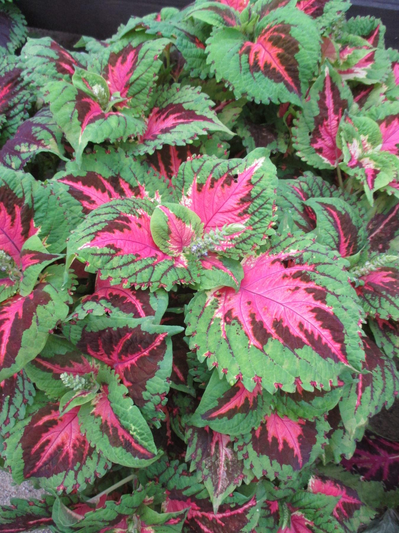 Coleus Kong Salmon Pink - View 18 from www redcrocus com