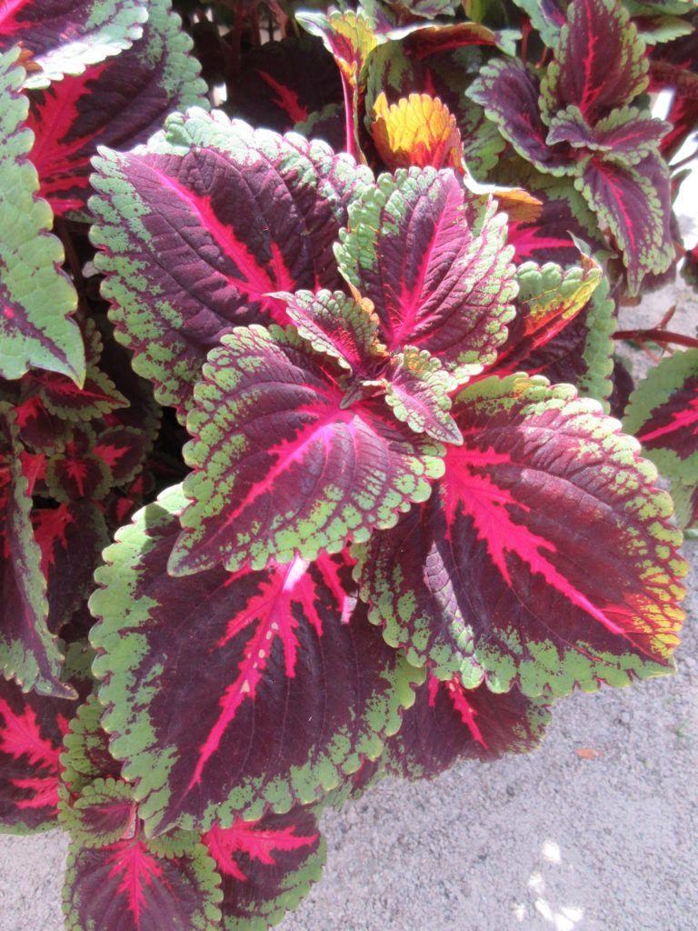 Coleus Kong Salmon Pink - View 20 from www redcrocus com