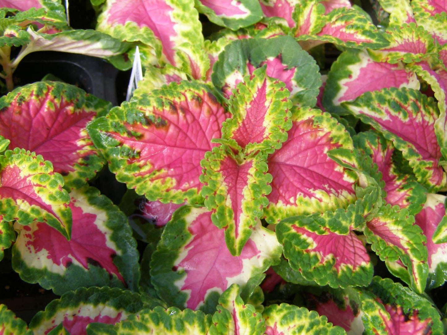 Coleus Kong Salmon Pink - View 3 from www redcrocus com