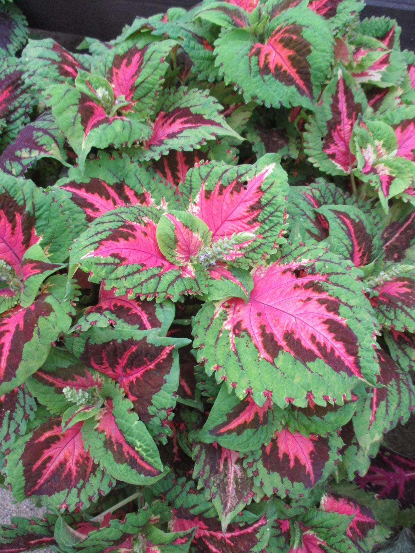 Coleus Kong Salmon Pink - View 5 from www redcrocus com