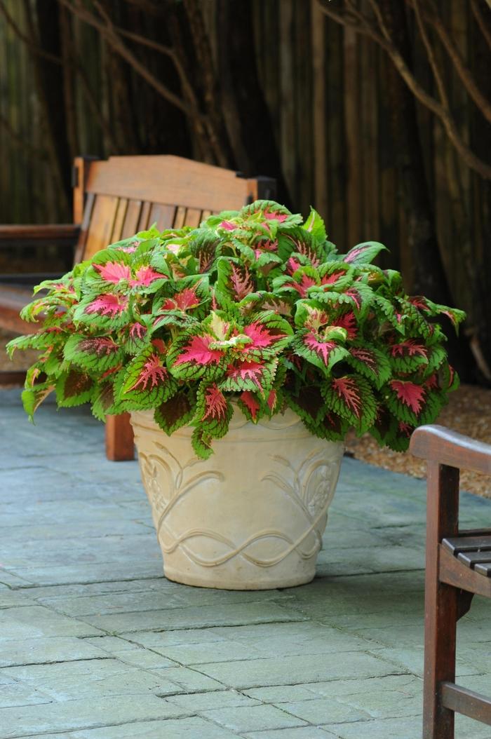 Coleus Kong Salmon Pink - View 7 from www redcrocus com