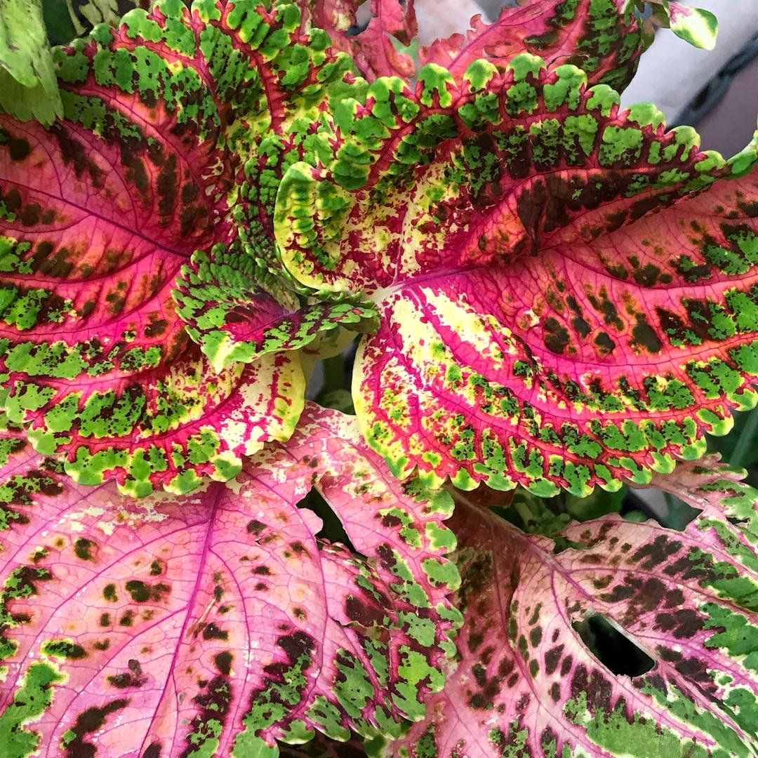 Coleus Kong Salmon Pink - View 8 from www redcrocus com