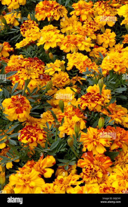 Marigold Durango Bolero - View 10 from www redcrocus com