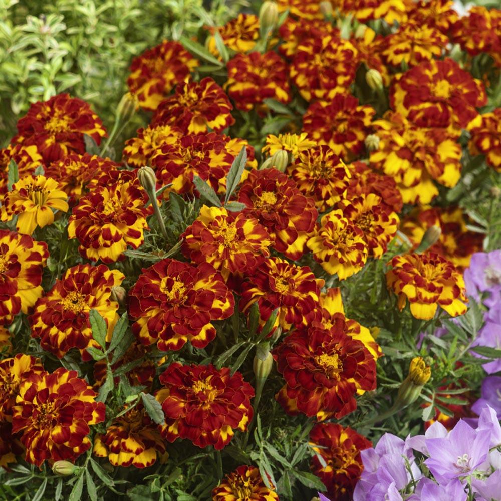 Marigold Durango Bolero - View 11 from www redcrocus com