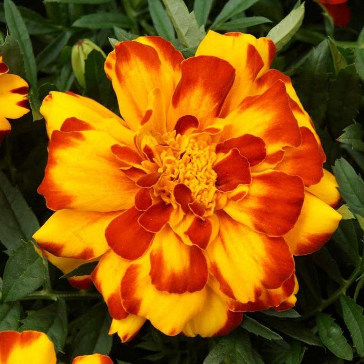 Marigold Durango Bolero - View 14 from www redcrocus com