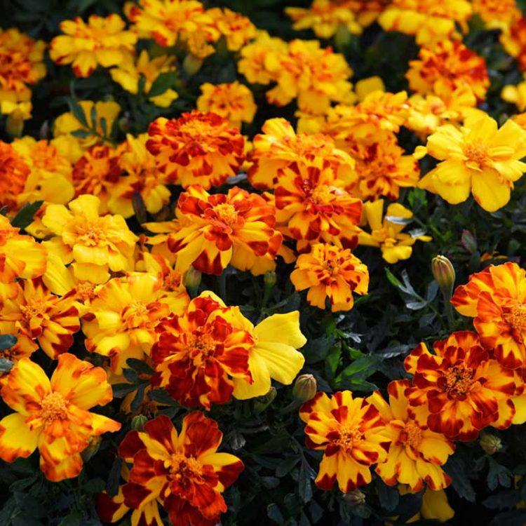 Marigold Durango Bolero - View 15 from www redcrocus com
