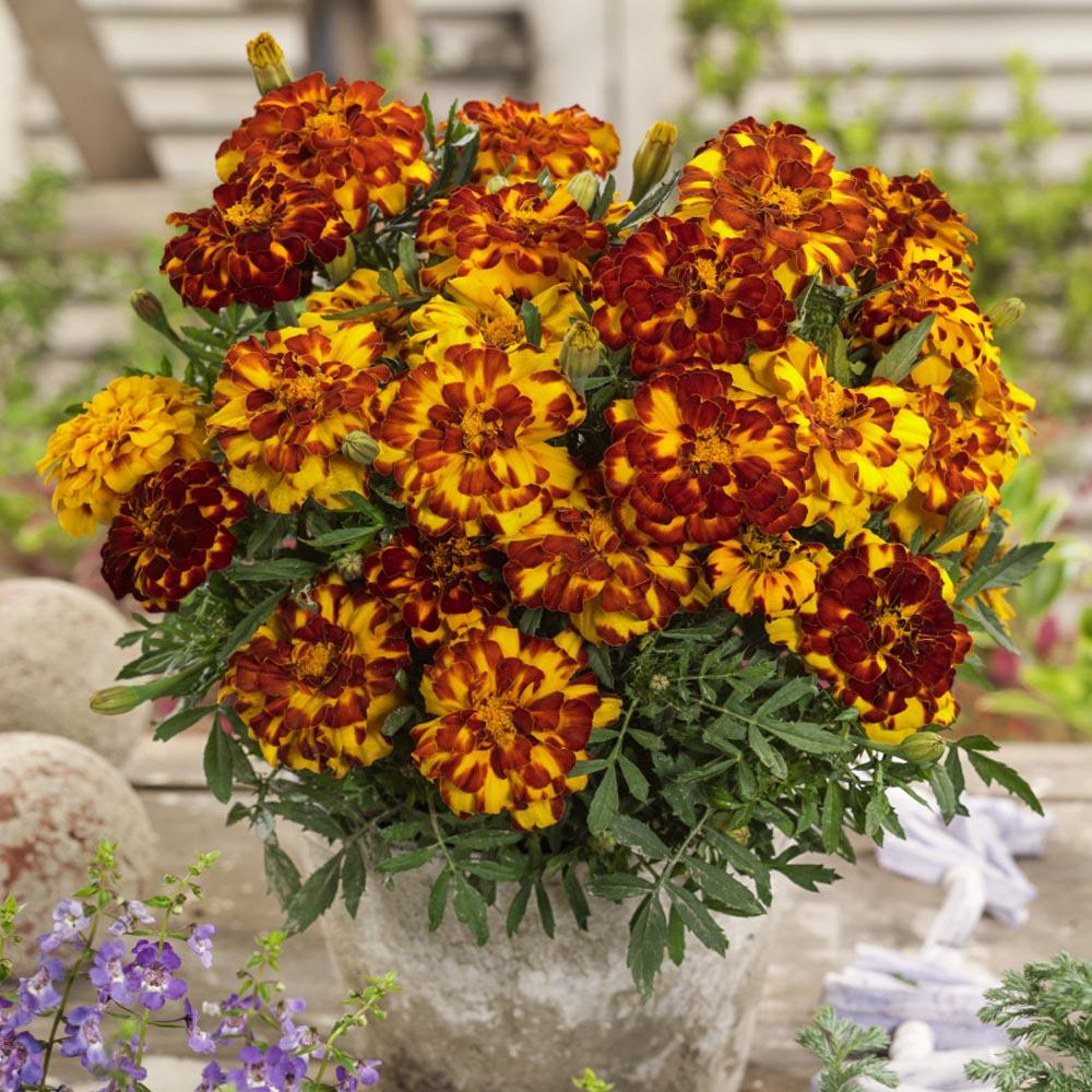 Marigold Durango Bolero - View 16 from www redcrocus com