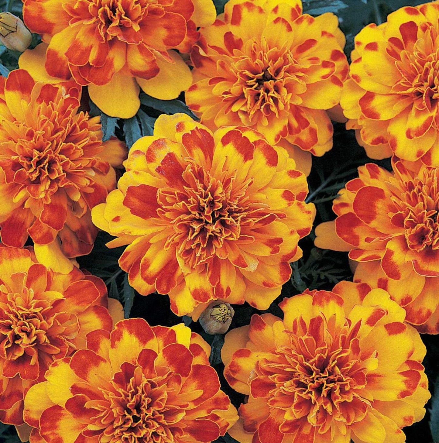 Marigold Durango Bolero - View 5 from www redcrocus com