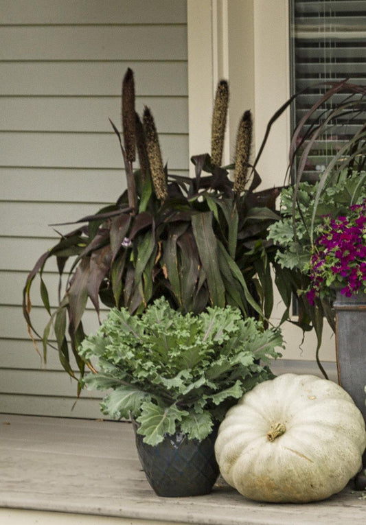 Grass Millet Purple Baron - View 10 from www redcrocus com
