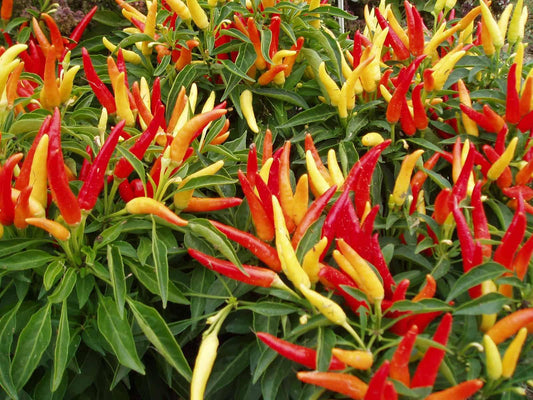 Pepper Ornamental Chilly Chili - View 1 from www redcrocus com