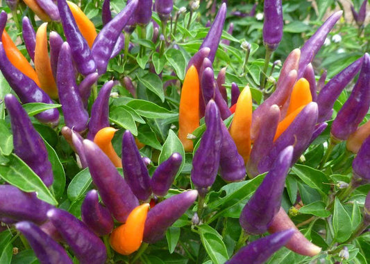 Pepper Ornamental Sangria - View 1 from www redcrocus com