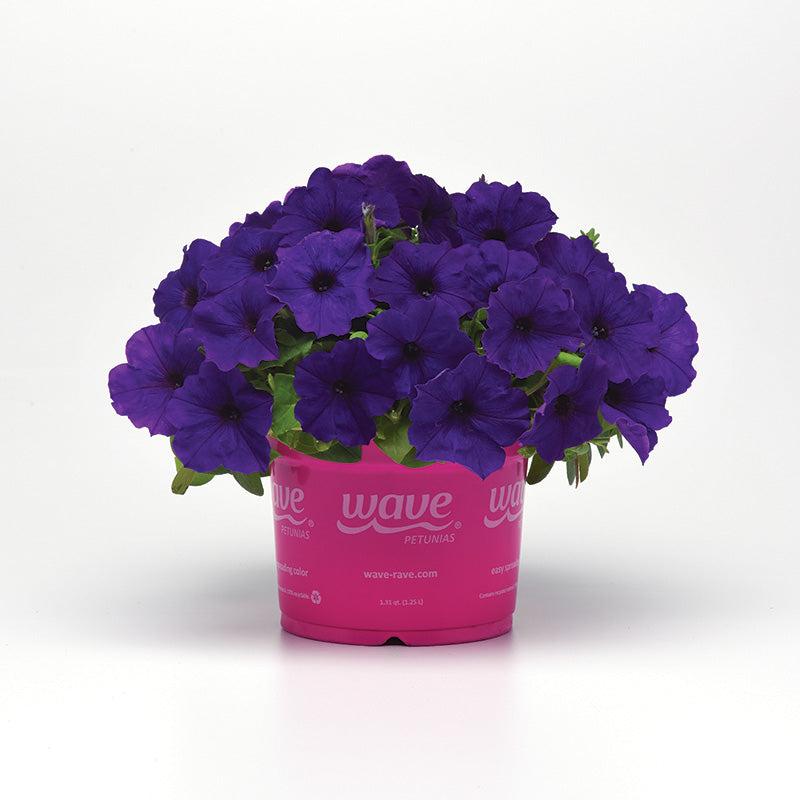 Petunia E3 Easy Wave Blue - View 12 from www redcrocus com