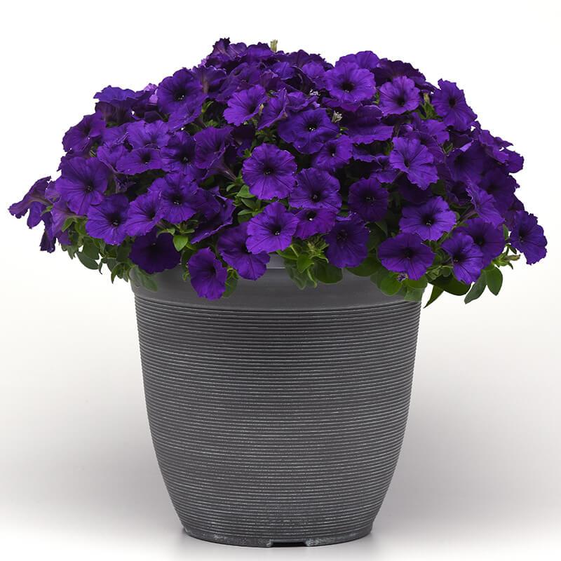 Petunia E3 Easy Wave Blue - View 14 from www redcrocus com