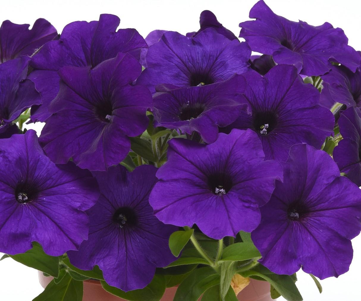 Petunia E3 Easy Wave Blue - View 15 from www redcrocus com