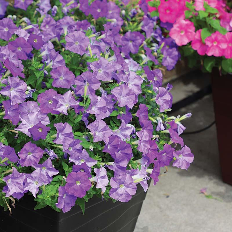 Petunia E3 Easy Wave Blue - View 16 from www redcrocus com