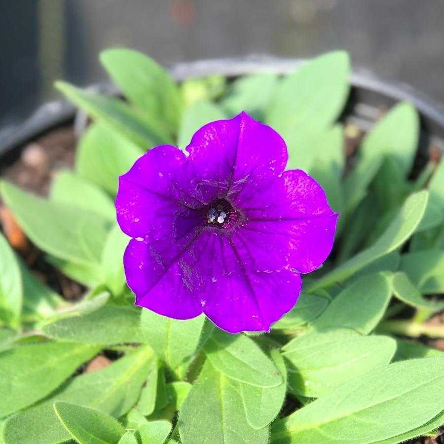 Petunia E3 Easy Wave Blue - View 17 from www redcrocus com